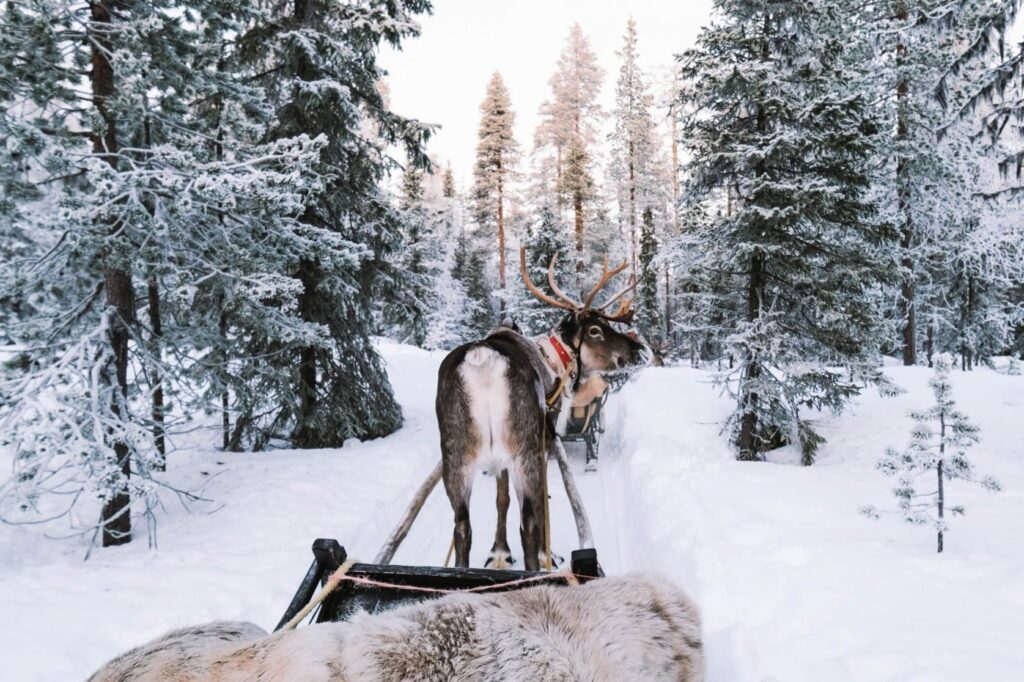 Lapland is becoming India’s top choice for magical Arctic winter adventures.