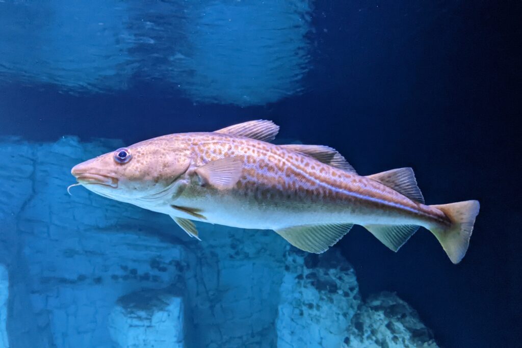 Atlantic cod in natural habitat, producing up to 9 million eggs