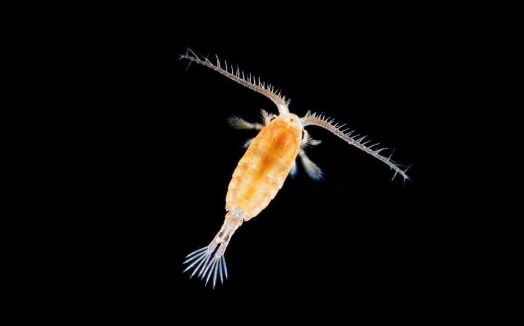 Copepods — tiny aquatic crustaceans drifting in ocean plankton.