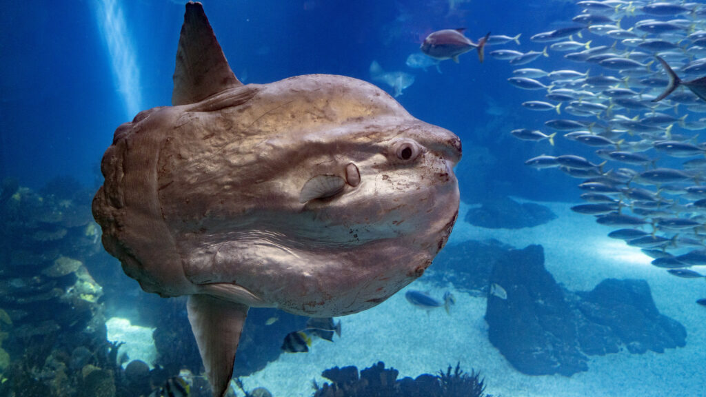 Ocean sunfish swimming in open ocean, one of the animals with many offspring