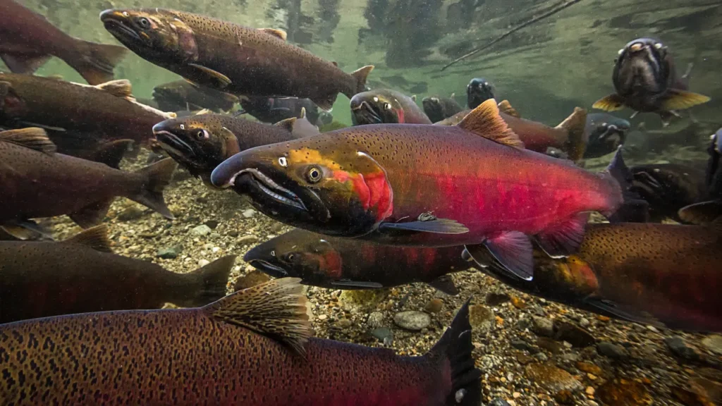Salmon swimming upstream to spawn and produce many offspring