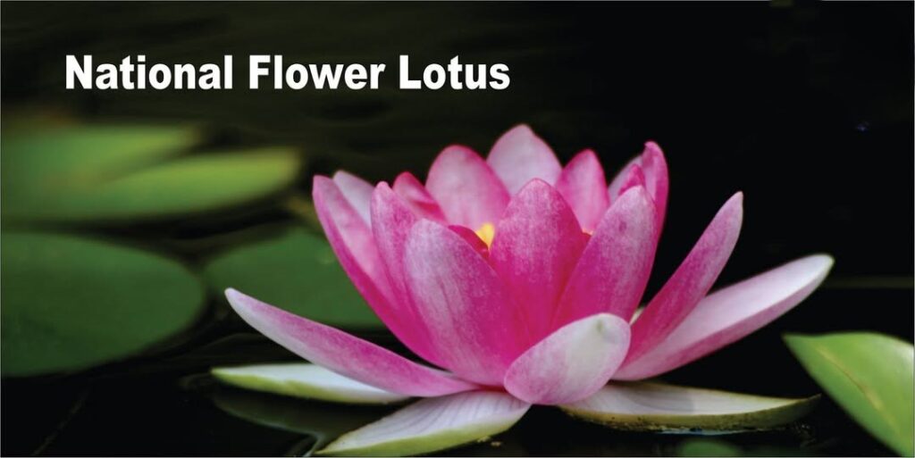 India’s Sacred Lotus Natural Heating Ability