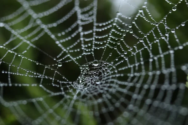 A microscopic view of spider silk wins top prize in a global science photo competition.