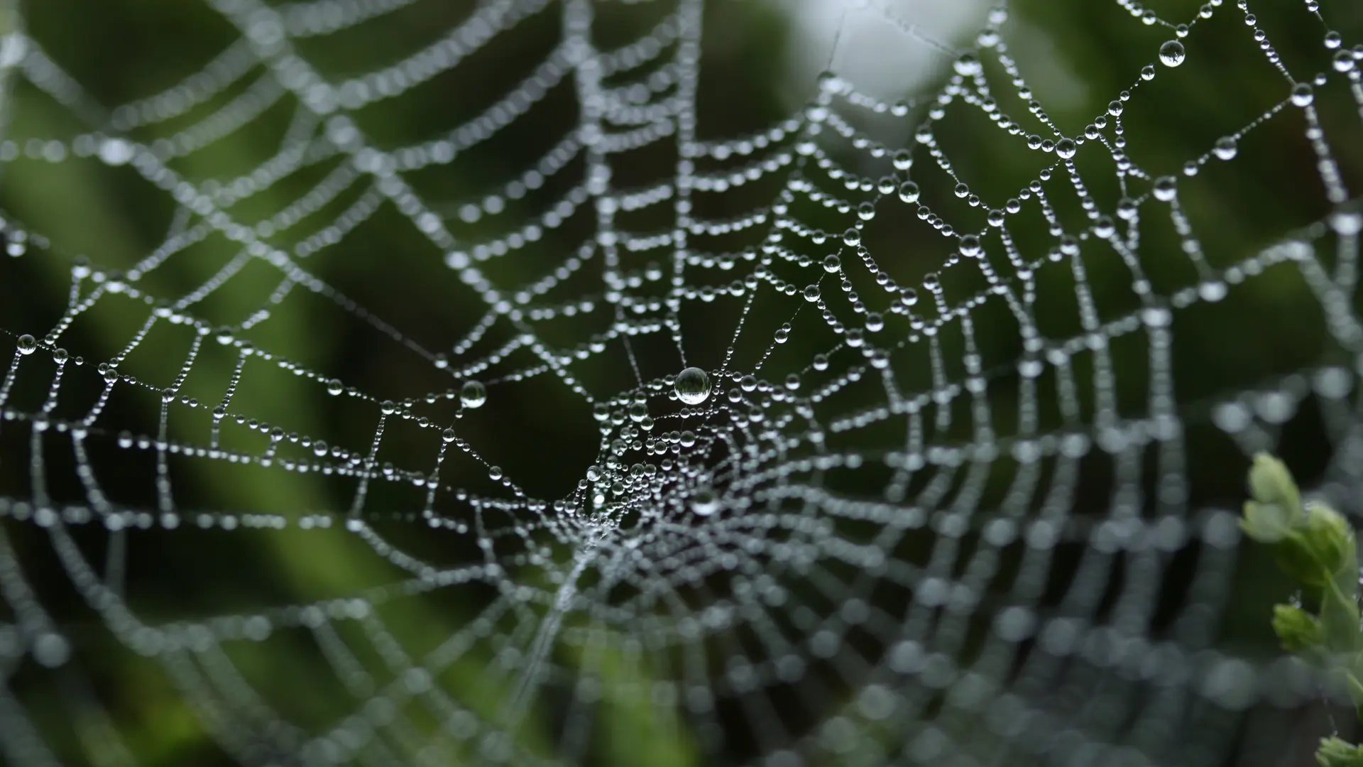 A microscopic view of spider silk wins top prize in a global science photo competition.