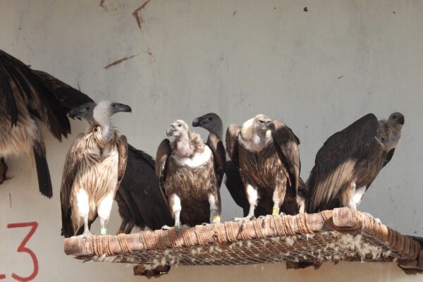 15 Endangered Indian Vultures Released in Maharashtra Tiger Reserve