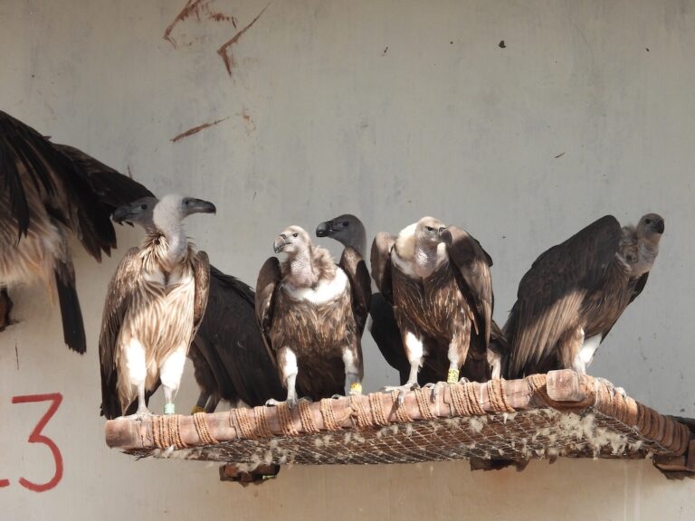 Maharashtra Tiger Reserve Welcomes 15 Endangered Indian Vultures Back to the Wild